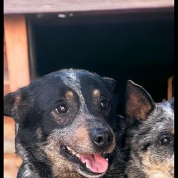BlackJacks Hold ‘Em Poker - Australian Cattle Dog