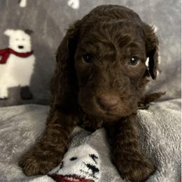 Poodles from Wonderful World of Poodles