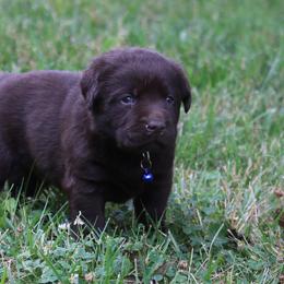 Labrador Retriever Puppies from Prebleridge Acres