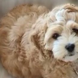 Cavapoos and Cockapoos from Lake Michigan Couture Cavapoos & Cockapoos