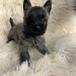 Maverick - Brindle male Cairn Terrier puppy in Pottersville, Missouri from Cairn Terriers of Heatherridge,LLC