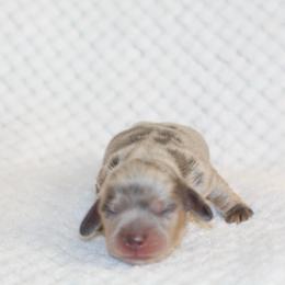 Violet - Dapple female Dachshund puppy in Bellville, Ohio from JK Mini Doxies