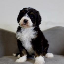 Soufflé - Tri-color male Bernedoodle puppy in Queen Creek, Arizona from Dulcito Doodles