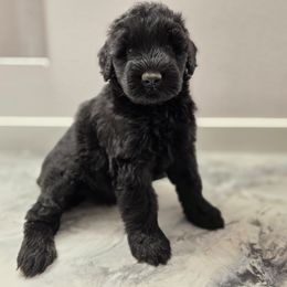Female 2 - Black female Giant Schnauzer puppy in Mcneal, Arizona from Olympian Giant Schnauzers and Westie’s!