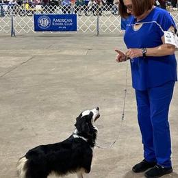 Miniature American Shepherd and Miniature Australian Shepherd Puppies from Donna baumann