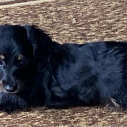 NICKI 1850 AKC - Black and tan male Dachshund puppy in Elizabethtown, Kentucky from Teeny Tiny Puppy Tails