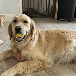 Paisley - Golden Retriever