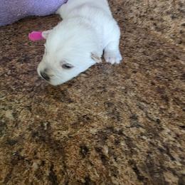 1st Pick Female - White female West Highland White Terrier puppy in Mayo, Florida from Carrot Tails LLC