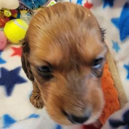 Atlas - Sable male Dachshund puppy in Terlton, Oklahoma from CLARK'S BREEDING PROGRAM