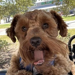 Miniature Schnauzers from Behind the Beard Schnauzers