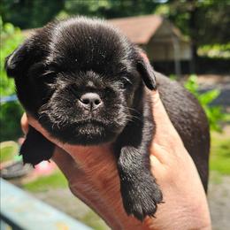 Black rough girl - Black female Brussels Griffon puppy in Huntsville, Alabama from Tammy's Brussels