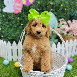 Kaia's Lime Girl - Apricot female Goldendoodle puppy in Kountze, Texas from Texas Doodles LLC