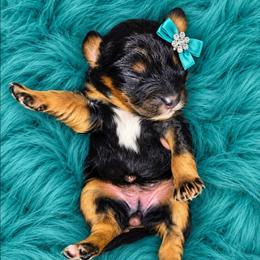 Lashley - Black and tan female Cavapoo puppy in Lebanon, Kentucky from Mosaic Merle Doodles