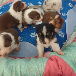 Australian Shepherd puppies from Sunset Rose Aussies
