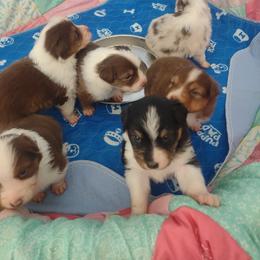 Australian Shepherd puppies from Sunset Rose Aussies