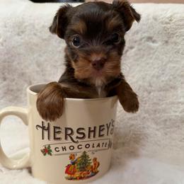 Puppy A - Chocolate and tan male Yorkshire Terrier puppy in Hudson, Florida from MCM Acres