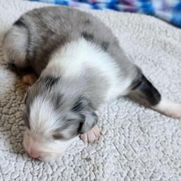 Hope - Blue merle female Australian Shepherd puppy in Athens, Tennessee from Mimi's Aussie