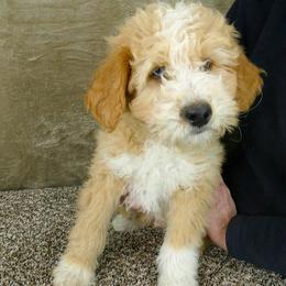 Bernedoodle and Goldendoodle Puppies from Doodles are Amazing