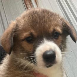 Yellow boy - Sable male Pembroke Welsh Corgi puppy in Adairsville, Georgia from R&R Corgis