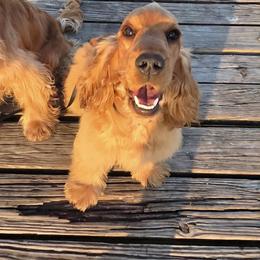 Anastasia - Golden female English Cocker Spaniel puppy in Buffalo, Texas from The Elite ECS