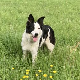 Louise - Border Collie