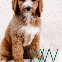 Bernedoodle and Poodle Puppies from WWBar Bernedoodles