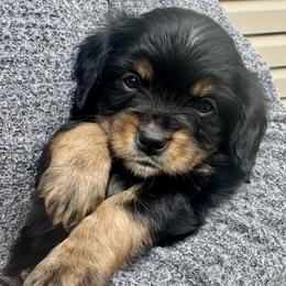 Sherwin (Cavalon) - Black and tan male Companion Cross puppy in Boardman, Ohio from Taliaferro Kennel
