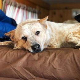 Sugar - Australian Cattle Dog
