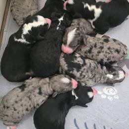 Girl 1 - Tri-color female Bernedoodle puppy in Galt, Missouri from Only Doodles!