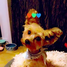 Yorkshire Terrier Puppies from Joy Riley's Yorkies