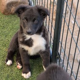 Mikaela - Australian Shepherd puppy from A&M Australian Shepherds