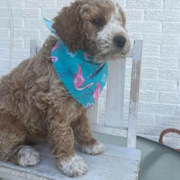 Huckleberry Finn - Apricot male Goldendoodle puppy in Boaz, Alabama from Doodles All Day
