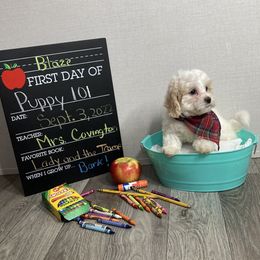 Maltipoo Puppies from Alexia