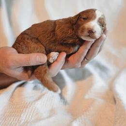 Ronnie - Red  male Goldendoodle puppy in Austin, Texas from Cedarcrest Goldendoodles
