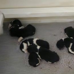 Boy 2 - White and black male Newfoundland puppy in Honey Grove, Pennsylvania from Heinrich Family Newfoundlands