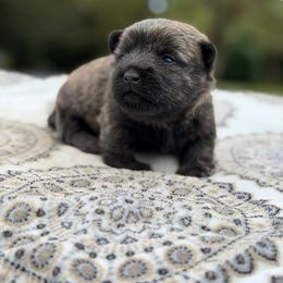 Cairn Terrier Puppies from Northwest Cairn Terriers