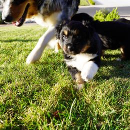 Australian Shepherd Puppies from Salty Dog Australian Shepherds