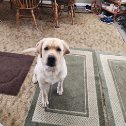 Callen - Labrador Retriever