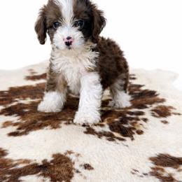 Josie - Red merle female Aussiedoodle puppy in Louisville, Mississippi from Kristy’s Kennels
