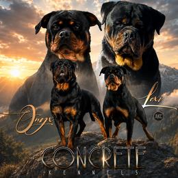 Rottweiler puppies from Concrete Kennels