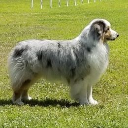 Australian Shepherds from Silverchip Aussies