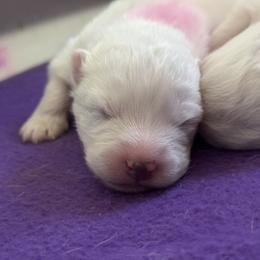 Boy 5 - male Samoyed puppy in Hollywood, Florida from ArticCross Samoyeds-Florida
