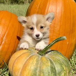 Harvest - Red male Pembroke Welsh Corgi puppy in Marshall, Missouri from The King’s Corgis