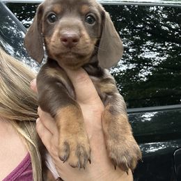 Big Boy - Chocolate and tan male Dachshund puppy in Newark, Ohio from Freyja’s Legacy Dachshunds