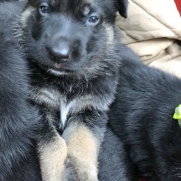 German Shepherd Puppies from Sandy’s Shepherds