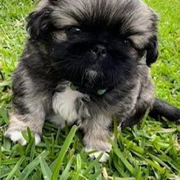 Pekingese Puppies from Melissa's Pekingese