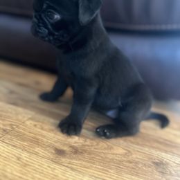 Mia - Black female Pug puppy in Indian Trail, North Carolina from Love Pugs