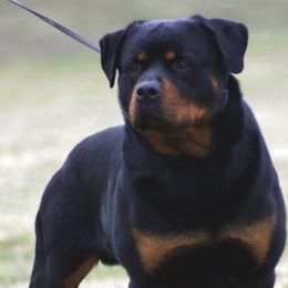 Rottweilers from PrinceHaus Rottweilers224.251.0936