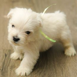Green - White male West Highland White Terrier puppy in Bessemer City, North Carolina from JJs Puppies of the Carolinas