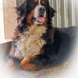 Greta - Bernese Mountain Dog